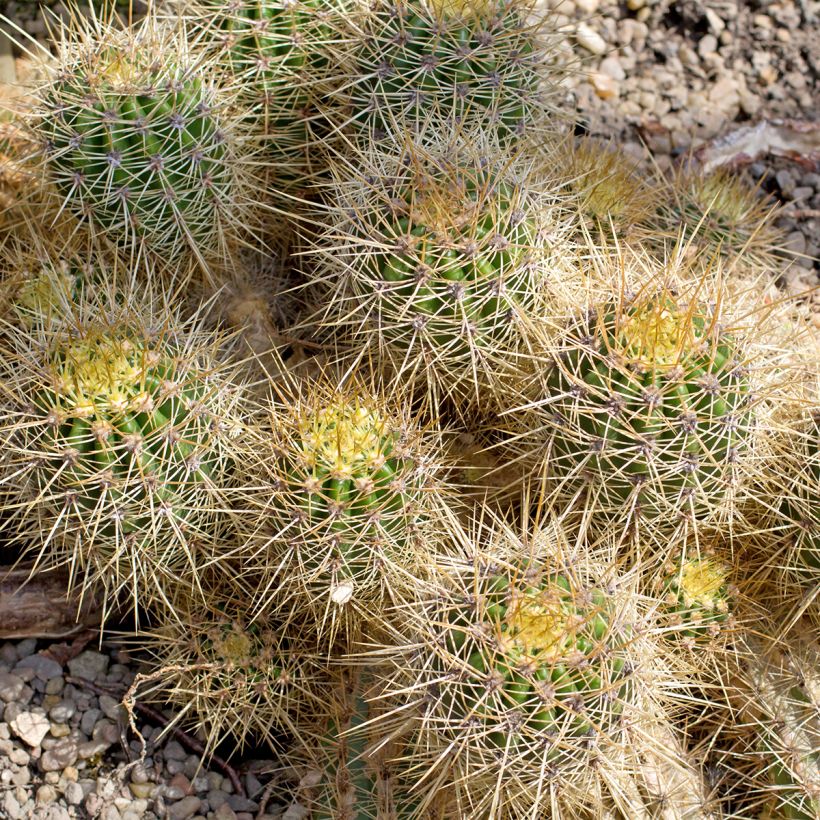 Mammillaria baxteriana - Tepelcactus (Groeiplaats)