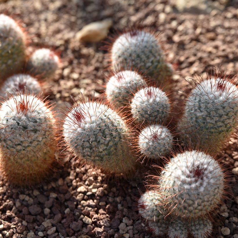 Mammillaria bombycina - Tepelcactus (Groeiplaats)