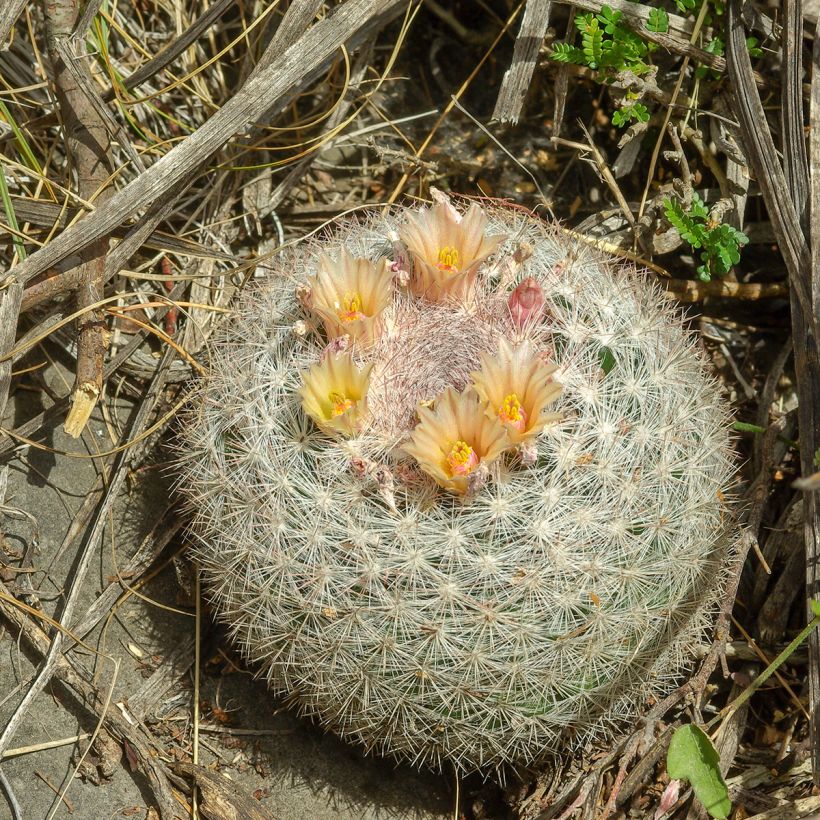 Mammillaria candida - Tepelcactus (Groeiplaats)