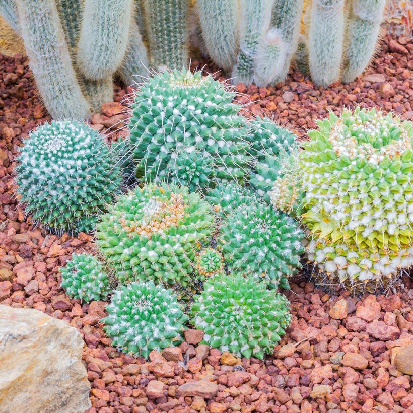 Mammillaria nejapensis Silver Arrows - Tepelcactus (Groeiplaats)