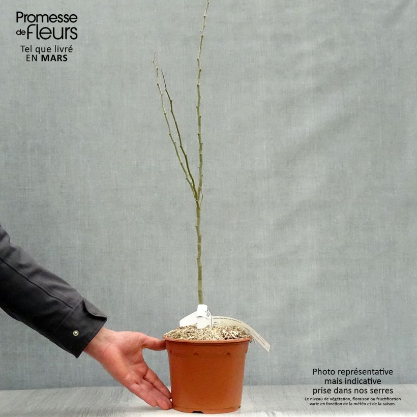 Exemplaar van Caesalpinia gilliesii - Paradijsvogelstruik Pot van 2 l/3 l zoals geleverd in de lente