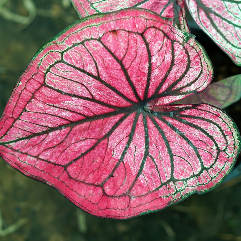 Caladium Lucia - Hart van Jezus (Blad)