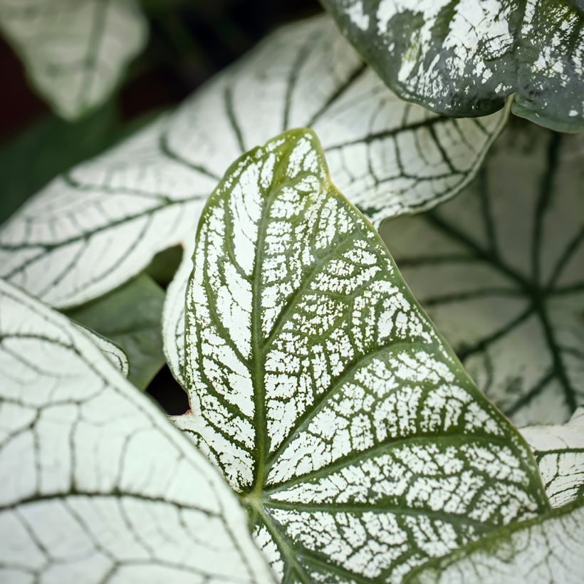 Caladium Pliage - Hart van Jezus (Blad)