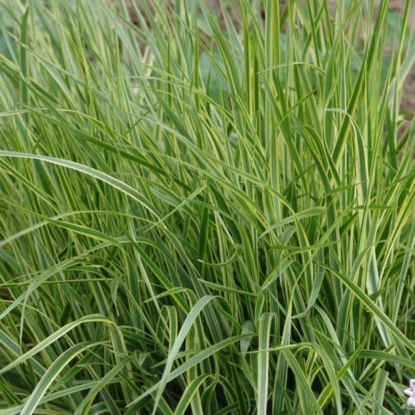 Calamagrostis acutiflora Overdam - Struisriet (Blad)