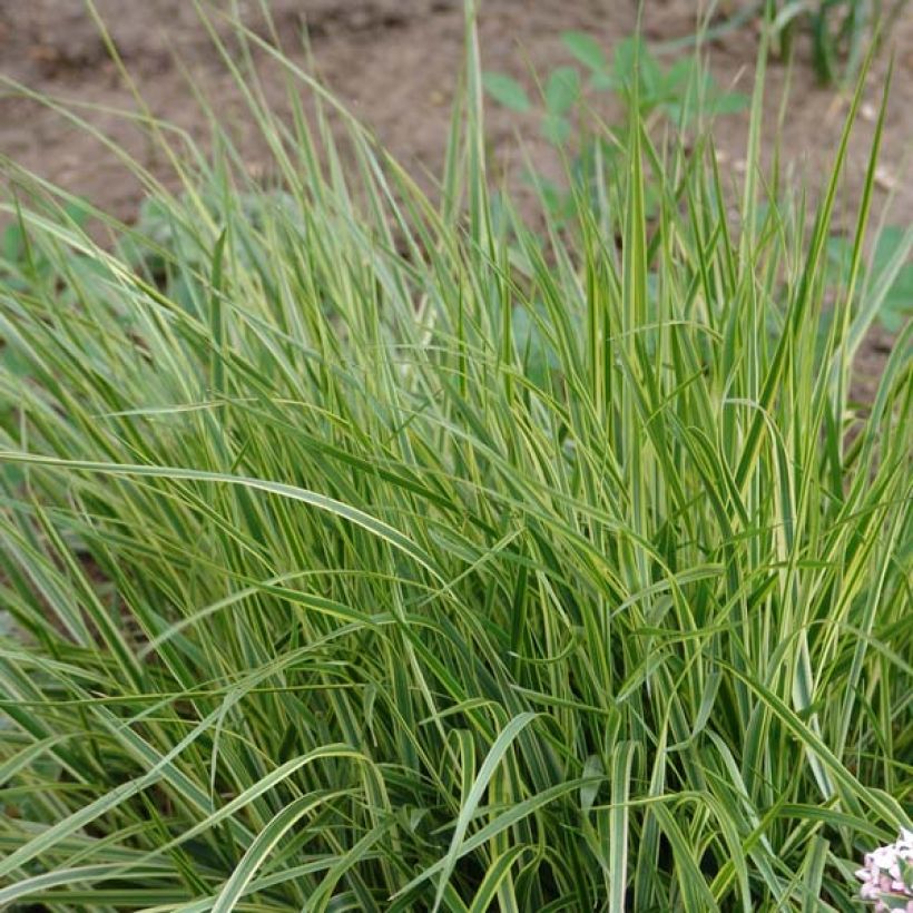 Calamagrostis acutiflora Overdam - Struisriet (Plant habit)