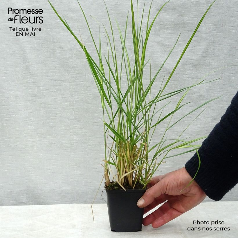 Exemplaar van Calamagrostis acutiflora Avalanche - Struisriet Kweekpotje van 8/9 cm zoals geleverd in de lente