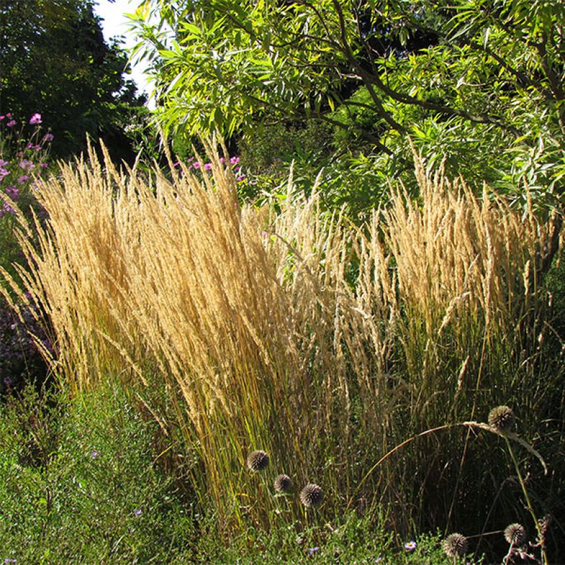 Calamagrostis acutiflora Karl Foerster - Struisriet (Bloei)