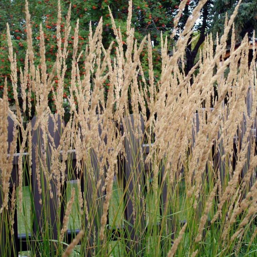 Calamagrostis acutiflora Karl Foerster - Struisriet (Plant habit)