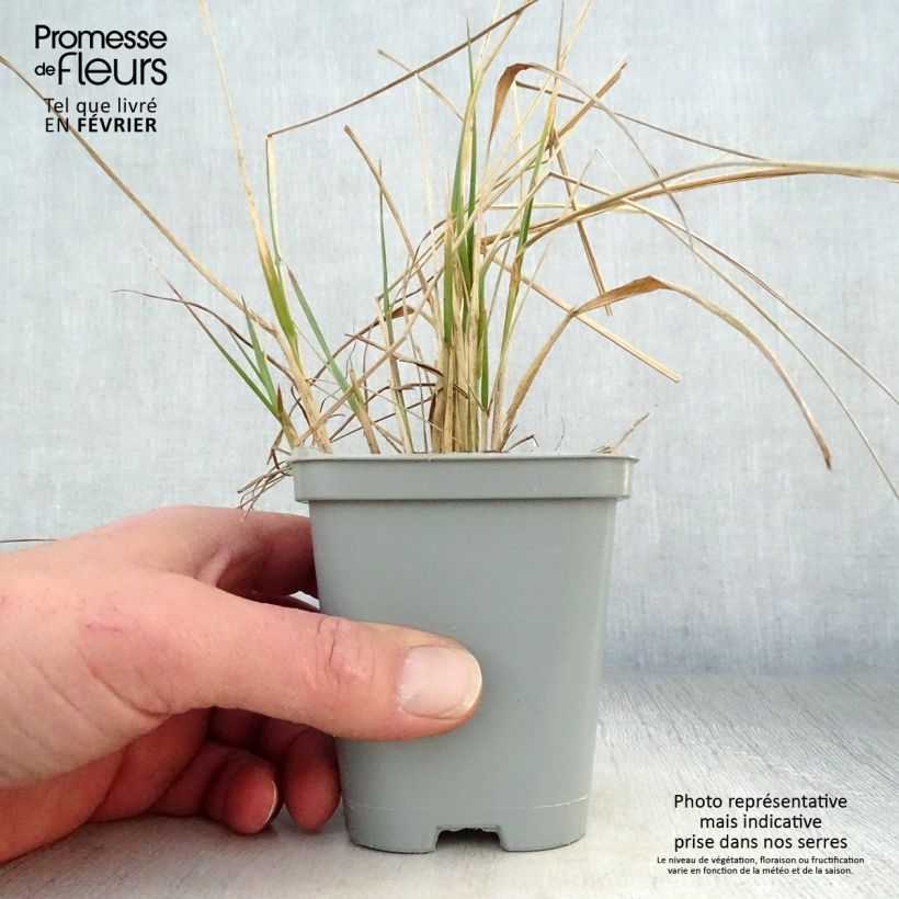 Example of Calamagrostis acutiflora Karl Foerster Kweekpotje van 8/9 cm as you get in hiver