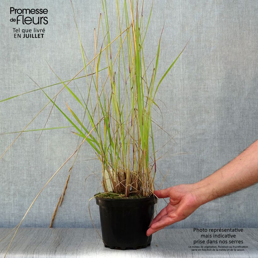 Exemplaar van Calamagrostis acutiflora Karl Foerster - Struisriet Pot van 2 l/3 l zoals geleverd in de zomer
