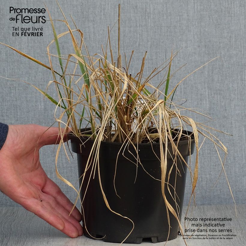 Example of Calamagrostis acutiflora Karl Foerster Pot van 2 l/3 l as you get in hiver