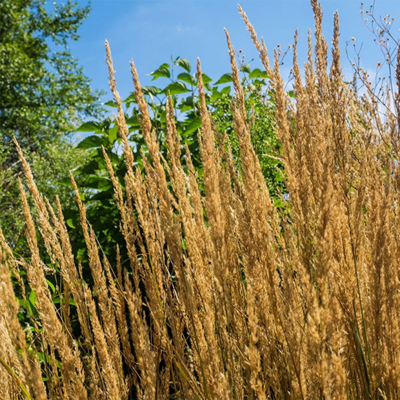 Calamagrostis acutiflora Overdam - Struisriet (Bloei)