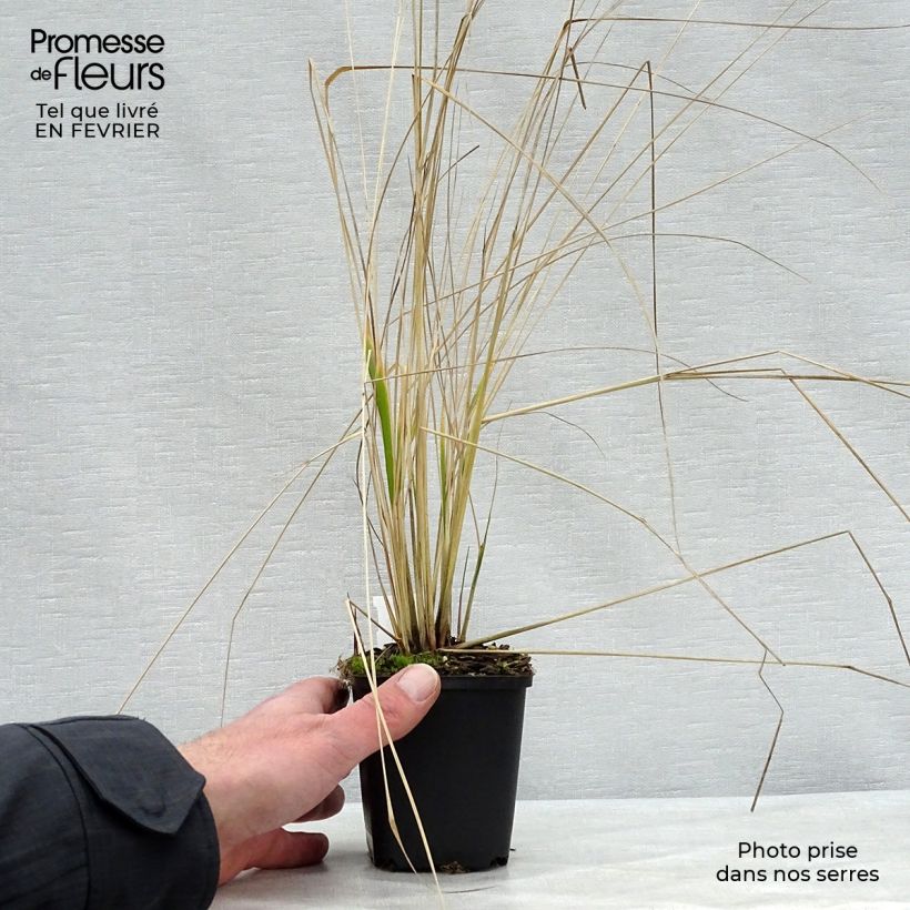 Example of Calamagrostis acutiflora Overdam - Calamagrostide Kweekpotje van 8/9 cm as you get in hiver