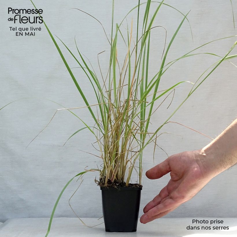 Exemplaar van Calamagrostis acutiflora Overdam - Struisriet Kweekpotje van 8/9 cm zoals geleverd in de lente