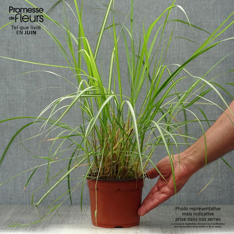Exemplaar van Calamagrostis acutiflora Overdam - Struisriet Pot van 2 l/3 l zoals geleverd in de zomer