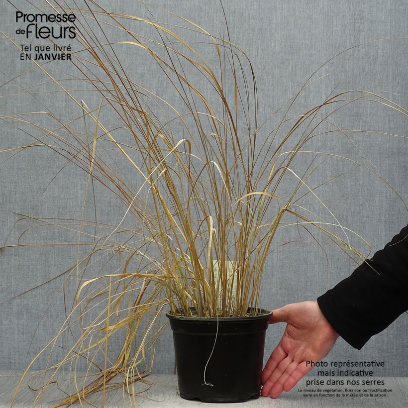 Example of Calamagrostis acutiflora Overdam - Calamagrostide Pot van 2 l/3 l as you get in hiver