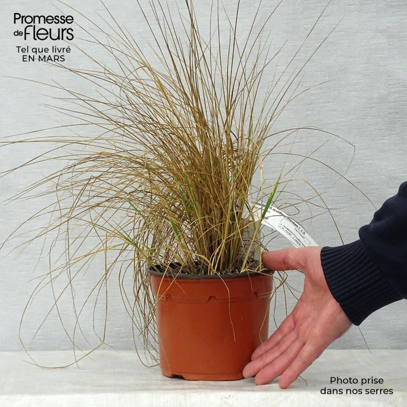 Exemplaar van Calamagrostis acutiflora Overdam - Struisriet Pot van 2 l/3 l zoals geleverd in de lente