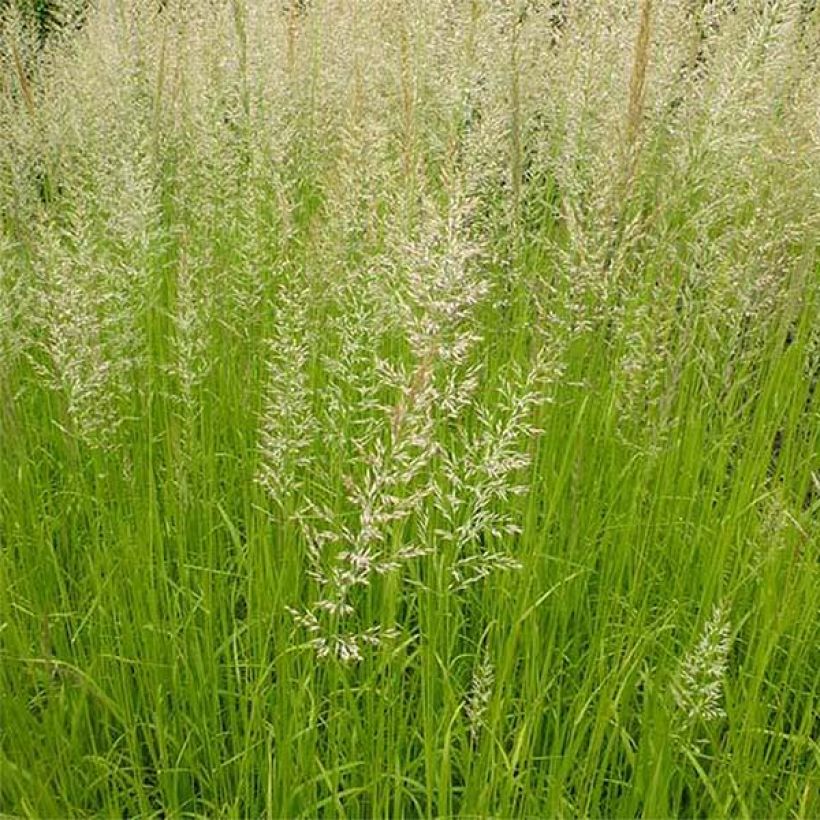 Calamagrostis acutiflora Waldenbuch - Struisriet (Foliage)