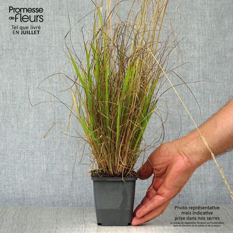 Exemplaar van Calamagrostis acutiflora Waldenbuch - Struisriet Kweekpotje van 8/9 cm zoals geleverd in de zomer
