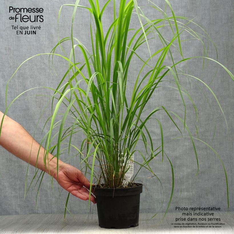 Exemplaar van Calamagrostis brachytricha - Diamantgras Pot van 3 l/4 l zoals geleverd in de zomer