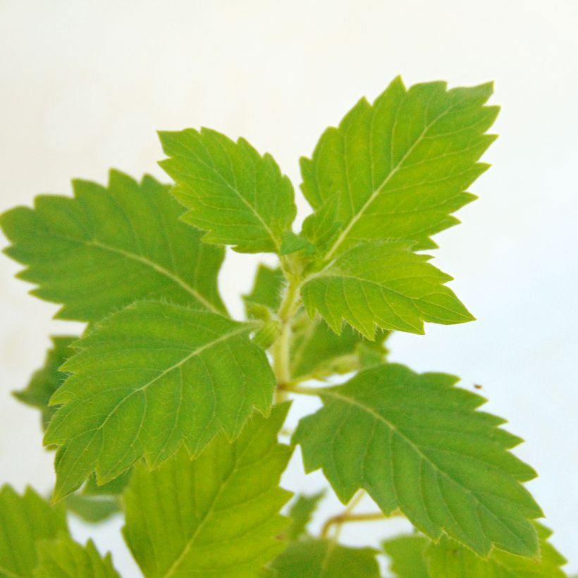 Calamintha grandiflora - Grote steentijm (Foliage)