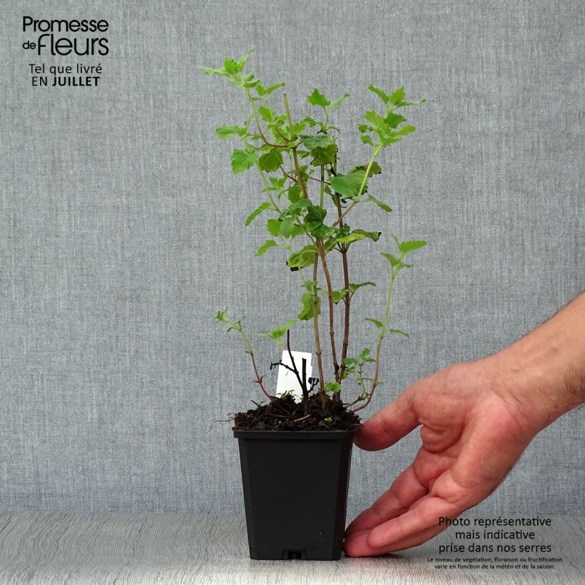 Exemplaar van Calamintha grandiflora - Grote steentijm Kweekpotje van 8/9 cm zoals geleverd in de zomer
