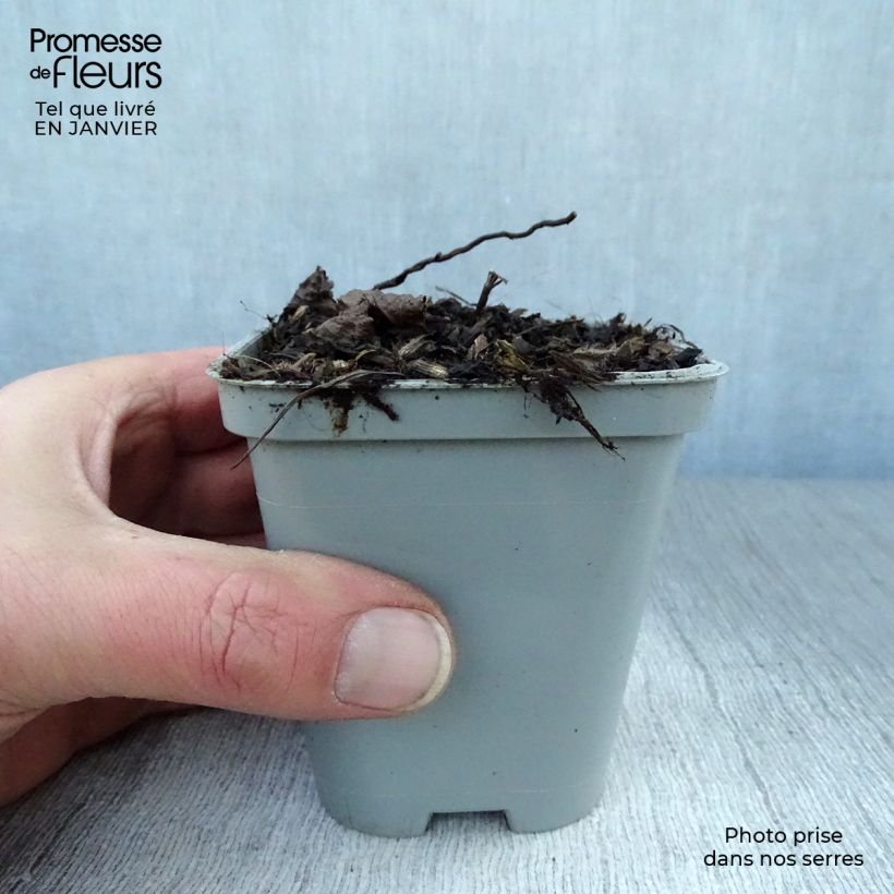 Example of Calamintha grandiflora - Grote steentijm Kweekpotje van 8/9 cm as you get in hiver