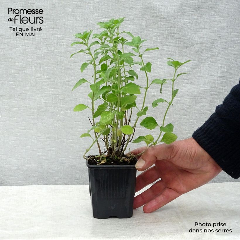 Exemplaar van Calamintha nepeta - Bergsteentijm Kweekpotje van 8/9 cm zoals geleverd in de lente