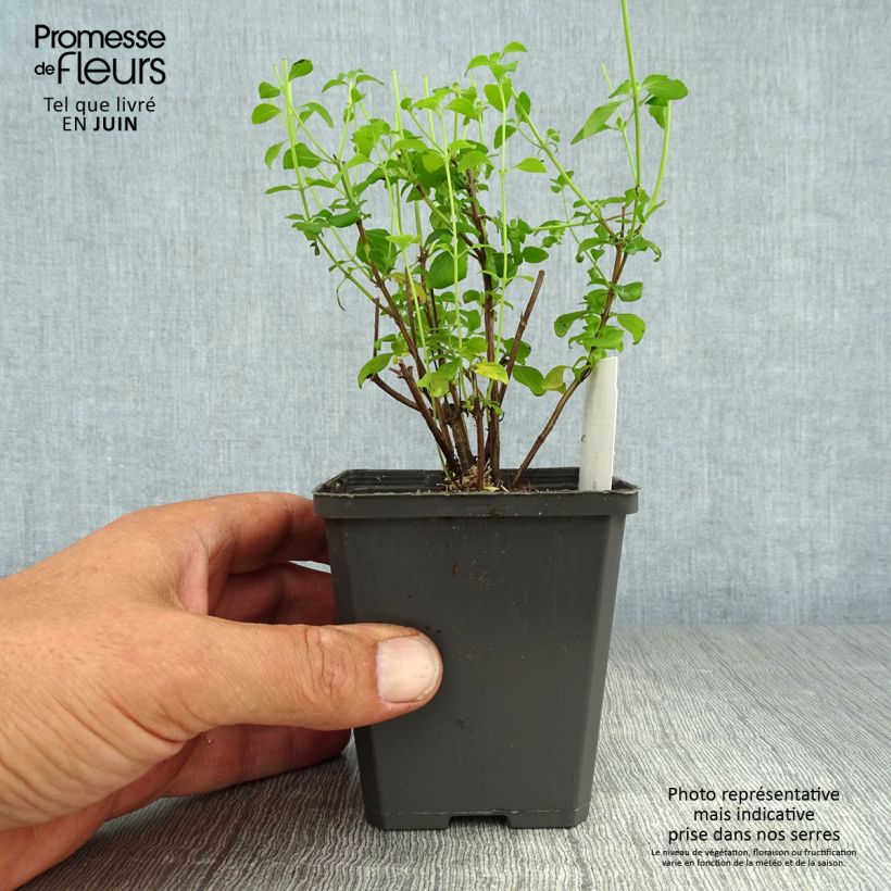 Exemplaar van Calamintha nepeta - Bergsteentijm Kweekpotje van 8/9 cm zoals geleverd in de zomer