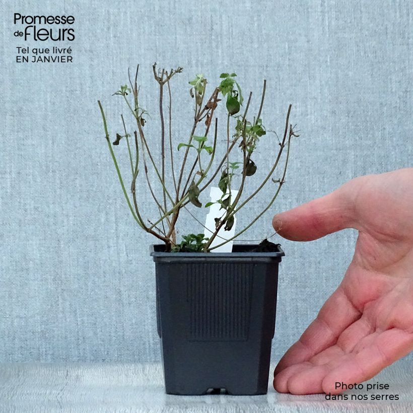 Example of Calamintha nepeta - Bergsteentijm Kweekpotje van 8/9 cm as you get in hiver