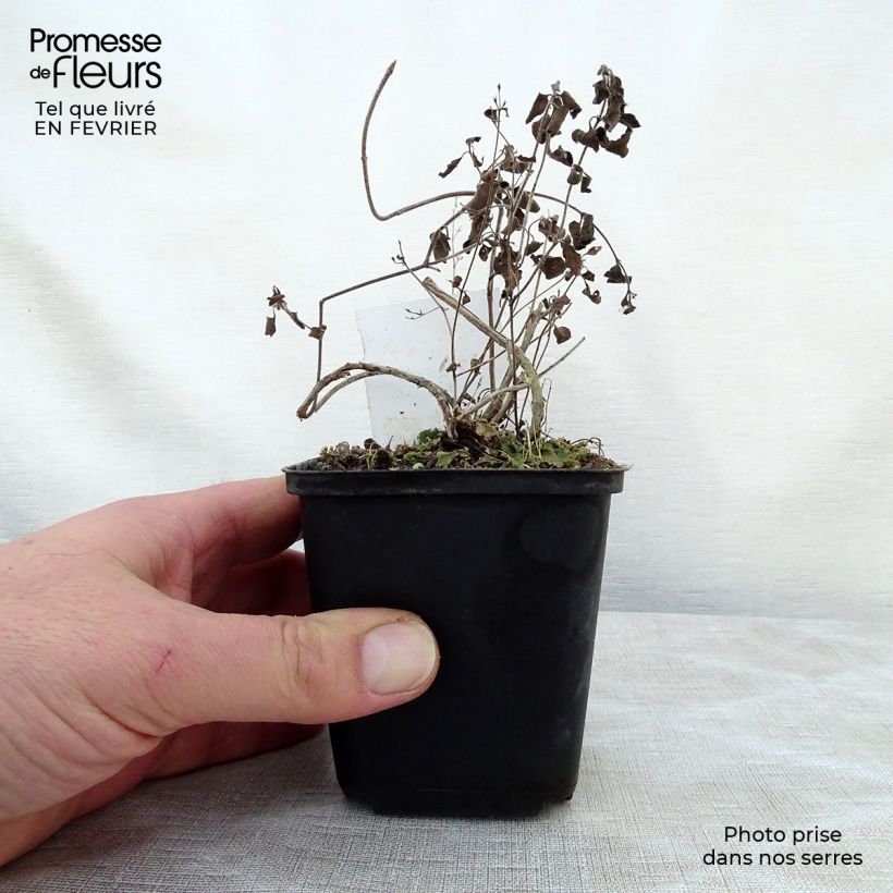 Example of Calamintha nepeta Weisser Riese - Calament Kweekpotje van 8/9 cm as you get in hiver