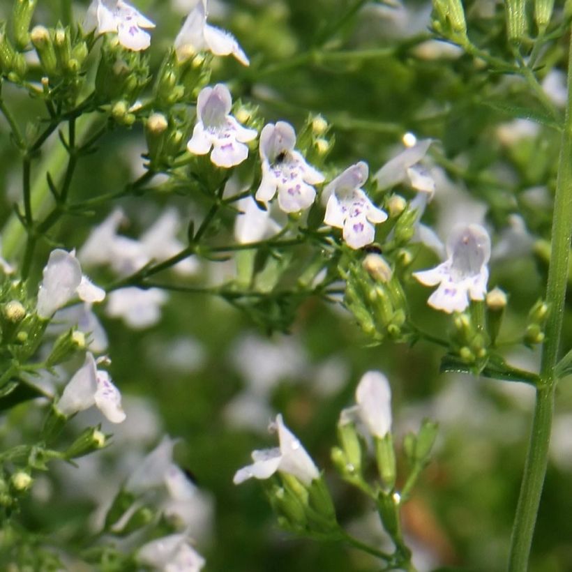 Bergsteentijm White Cloud (Flowering)