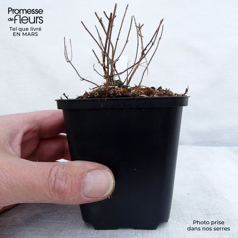 Example of Bergsteentijm White Cloud Kweekpotje van 8/9 cm as you get in hiver