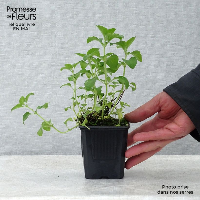 Exemplaar van Calamintha sylvatica - Bergsteentijm Kweekpotje van 8/9 cm zoals geleverd in de lente