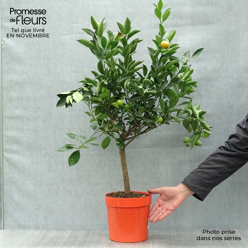 Exemplaar van Citrus Calamondin Pot van 4 l/5 l, Kwartstam zoals geleverd in de herfst