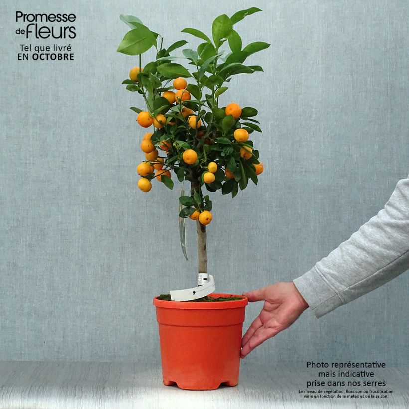 Exemplaar van Citrus Calamondin Pot van 6 l/7 l, Stengel zoals geleverd in de herfst