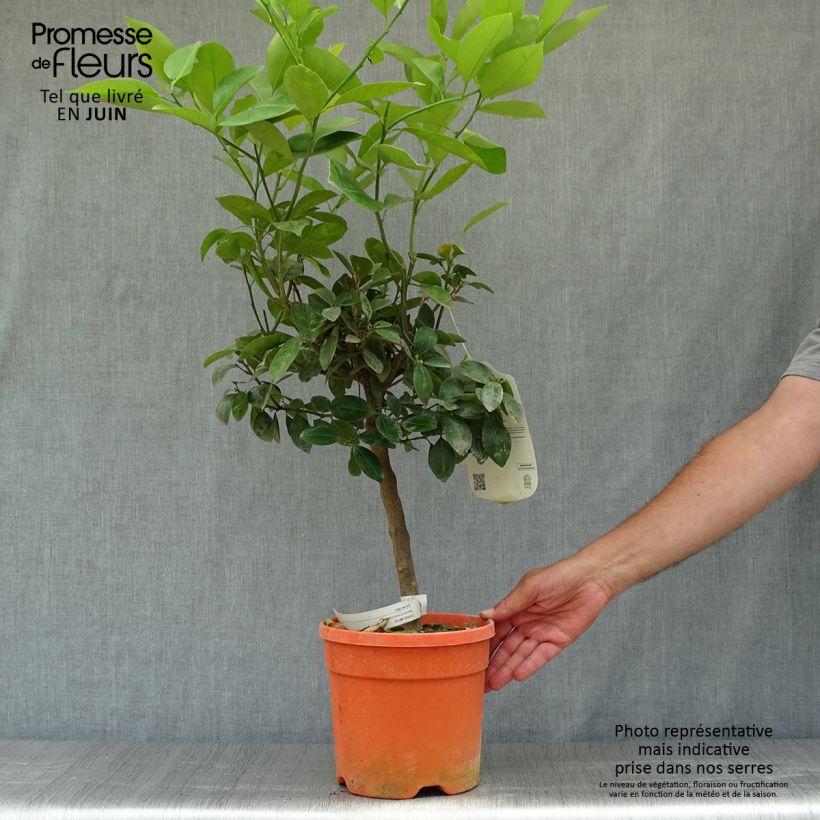 Exemplaar van Citrus Calamondin Pot van 6 l/7 l, Stengel zoals geleverd in de zomer