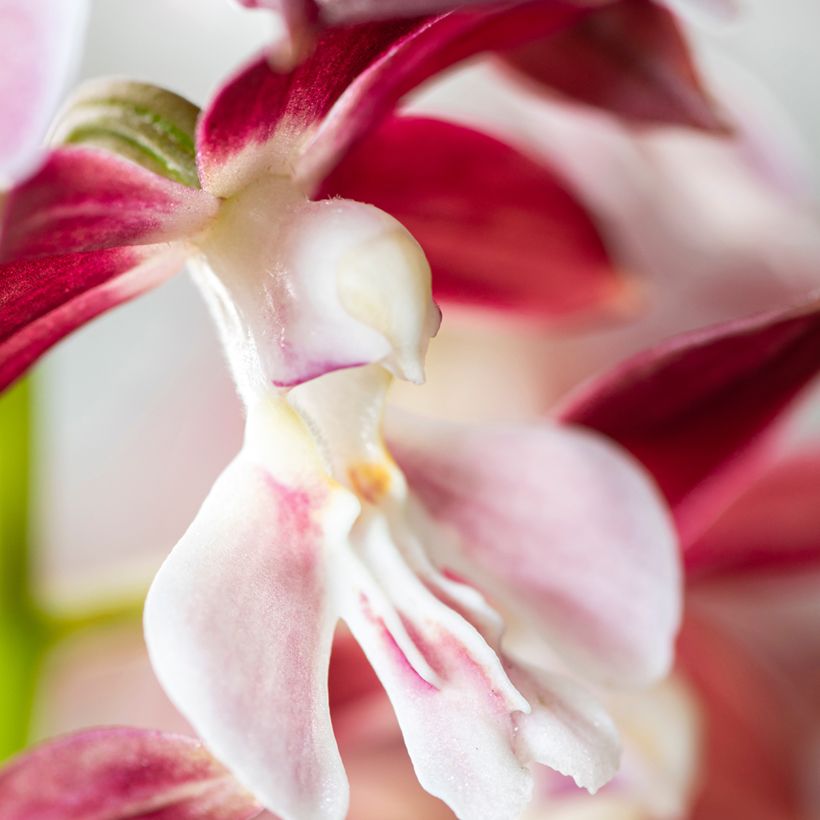 Calanthe discolor x izu-insularis Kozu x Tonk - Tuinorchidee (Bloei)