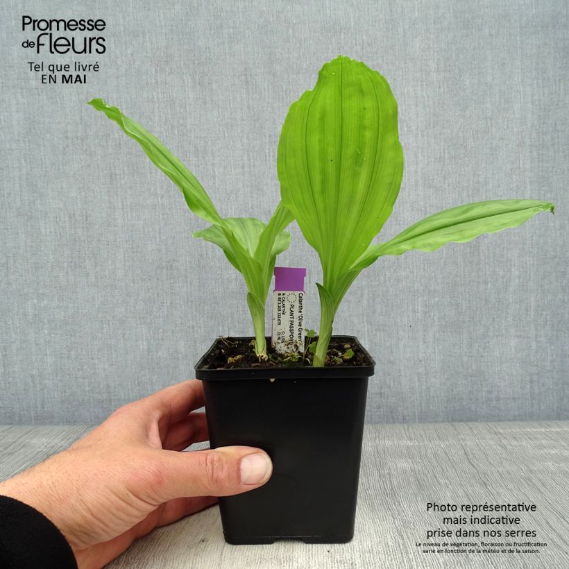 Exemplaar van Calanthe  Olive Green - Tuinorchidee Pot van 1,5 l/2 l zoals geleverd in de lente