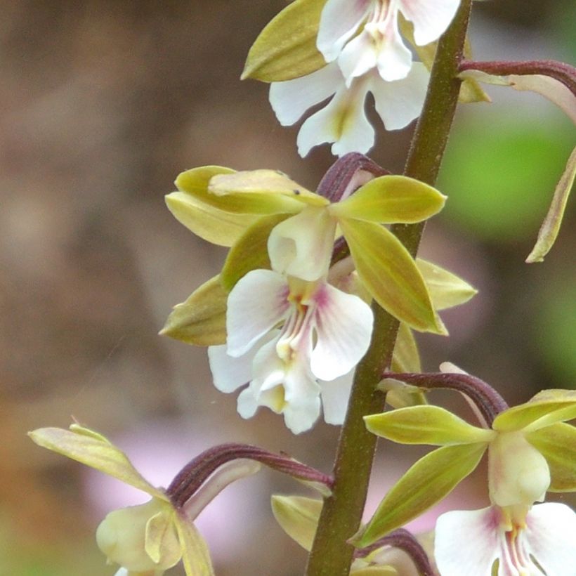 Calanthe  Olive Green - Tuinorchidee (Bloei)