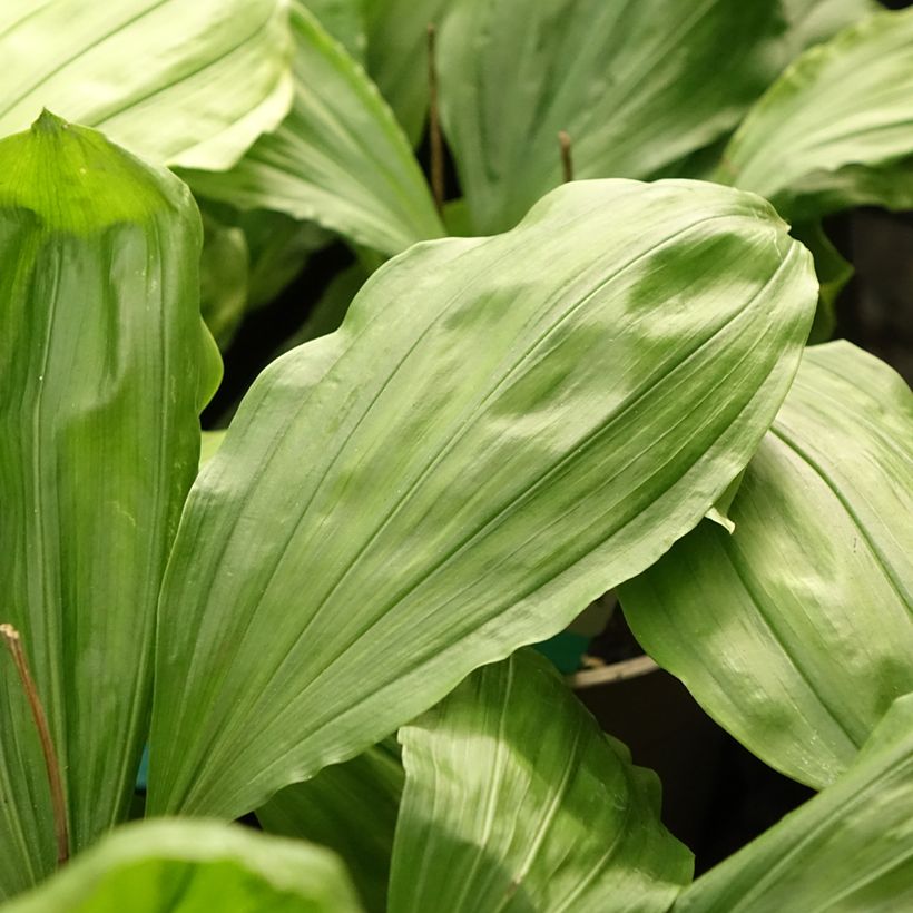 Calanthe  Olive Green - Tuinorchidee (Blad)