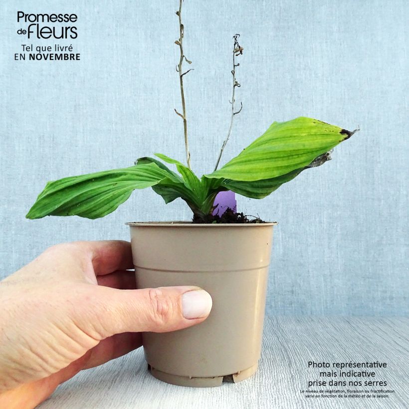 Exemplaar van Calanthe reflexa - Tuinorchidee Pot van 1,5 l/2 l kaliber I zoals geleverd in de herfst