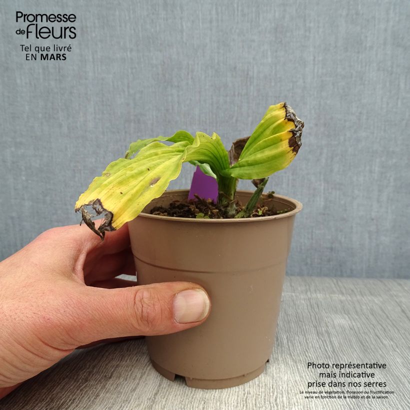 Exemplaar van Calanthe reflexa - Tuinorchidee Pot van 1,5 l/2 l kaliber I zoals geleverd in de lente