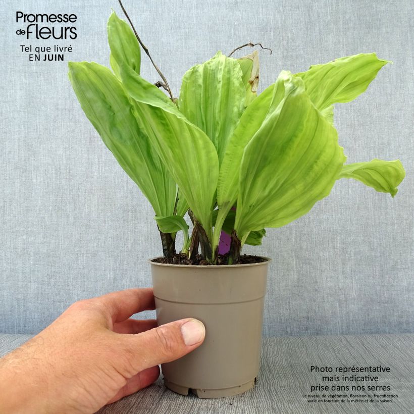 Exemplaar van Calanthe sieboldii - Tuinorchidee Pot van 1 l/1,5 l zoals geleverd in de zomer
