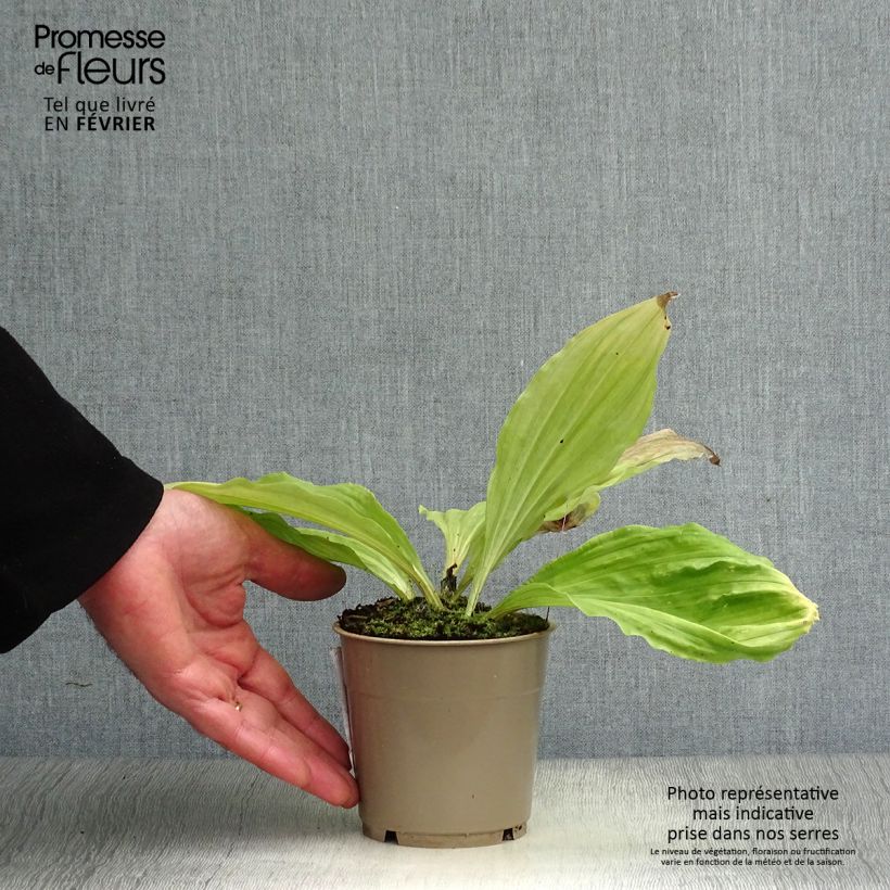 Example of Calanthe sieboldii - Orchidée de jardin jaune Pot van 1 l/1,5 l as you get in hiver