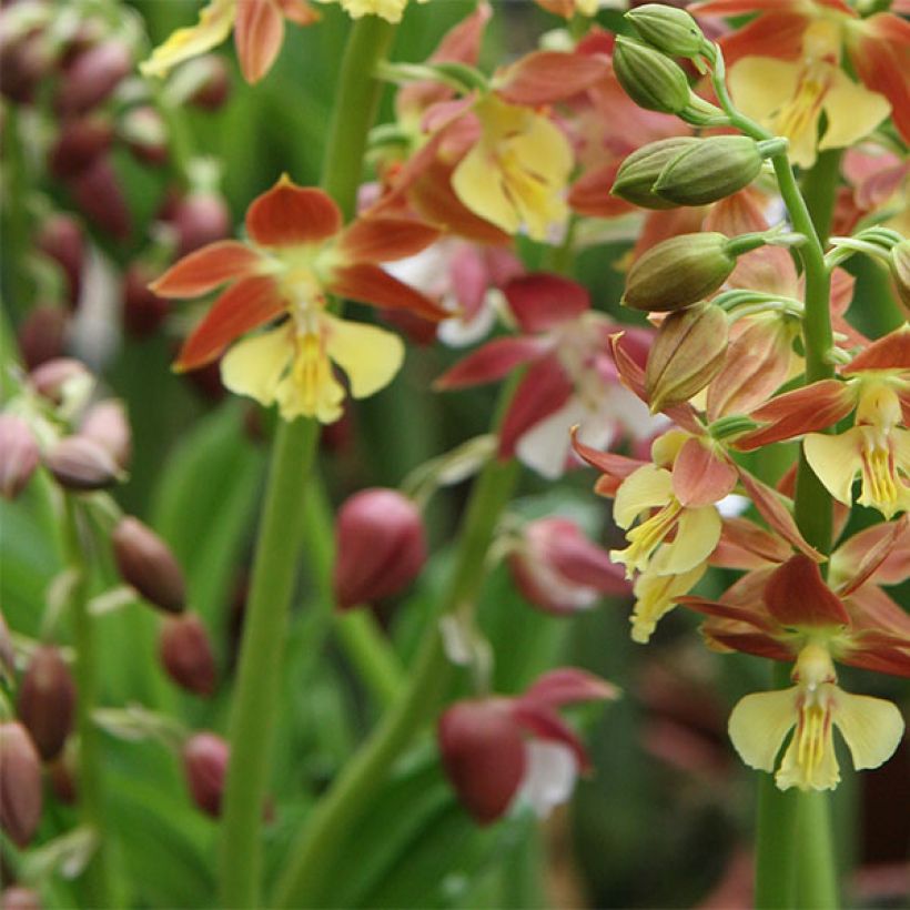 Calanthe tricarinata - Tuinorchidee (Bloei)