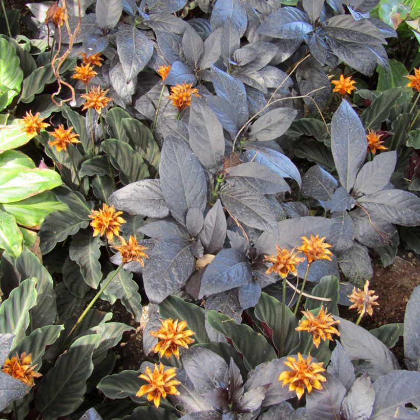 Calathea crocata - Eeuwige vlam (Blad)