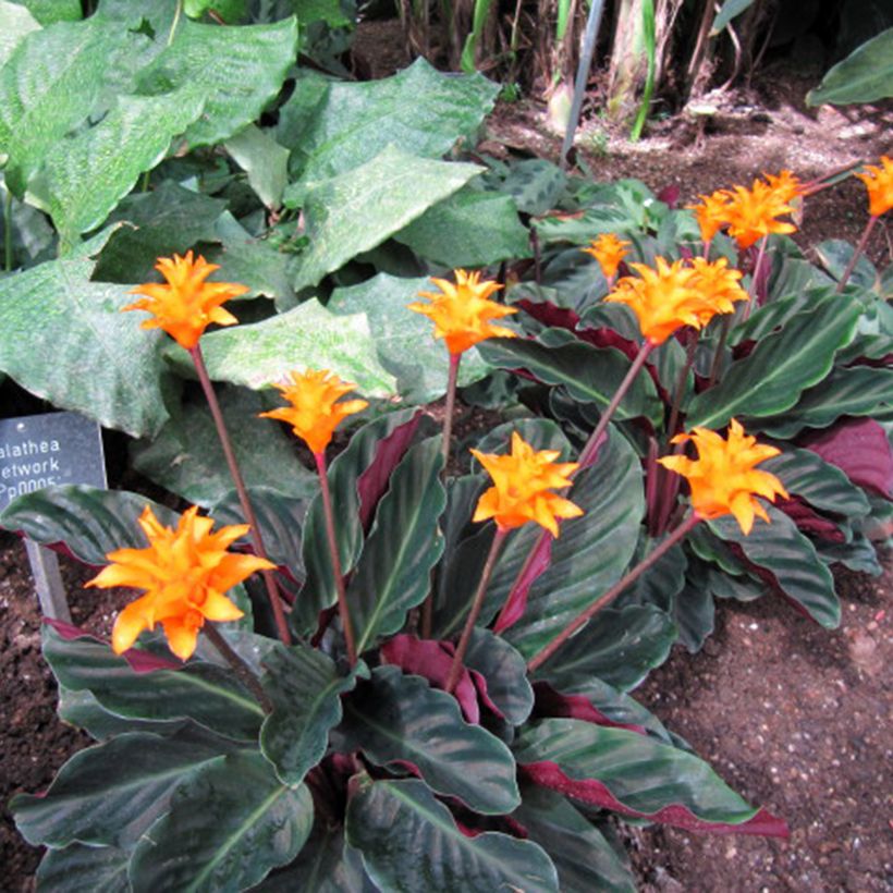 Calathea crocata - Eeuwige vlam (Groeiplaats)