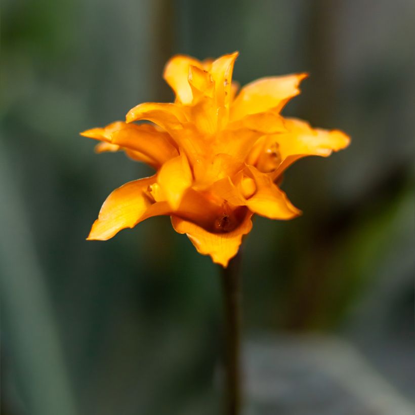 Calathea crocata - Eeuwige vlam (Bloei)