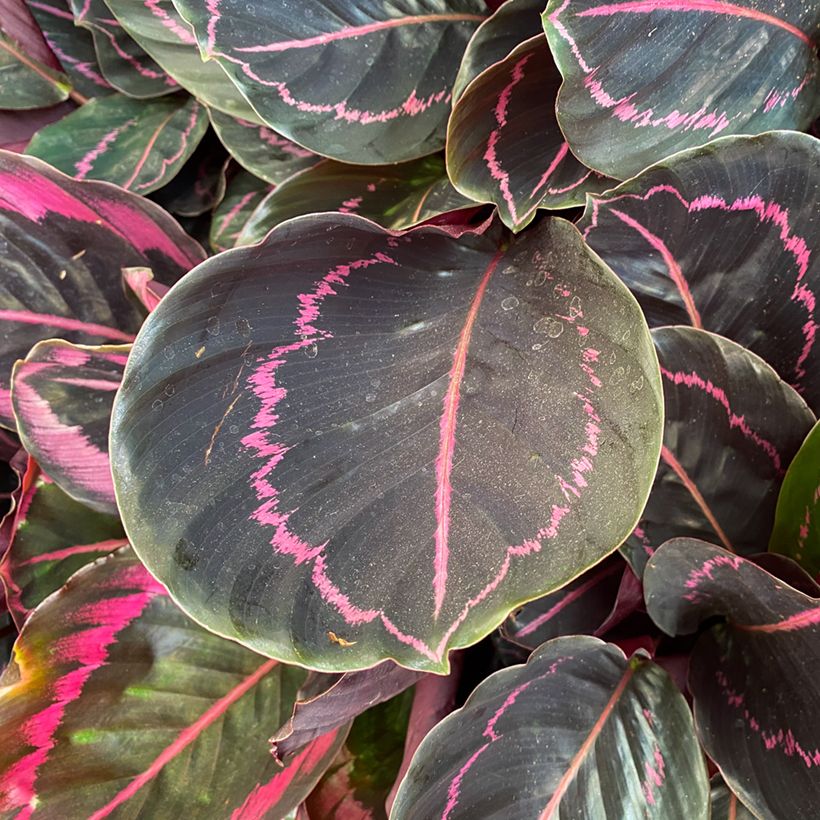 Calathea Dottie - Pauwenplant (Blad)